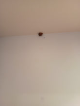 Load image into Gallery viewer, I Don&#39;t Know Anything About the Snail
