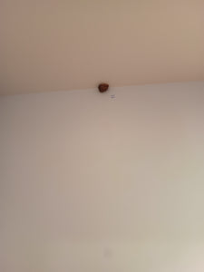 I Don't Know Anything About the Snail
