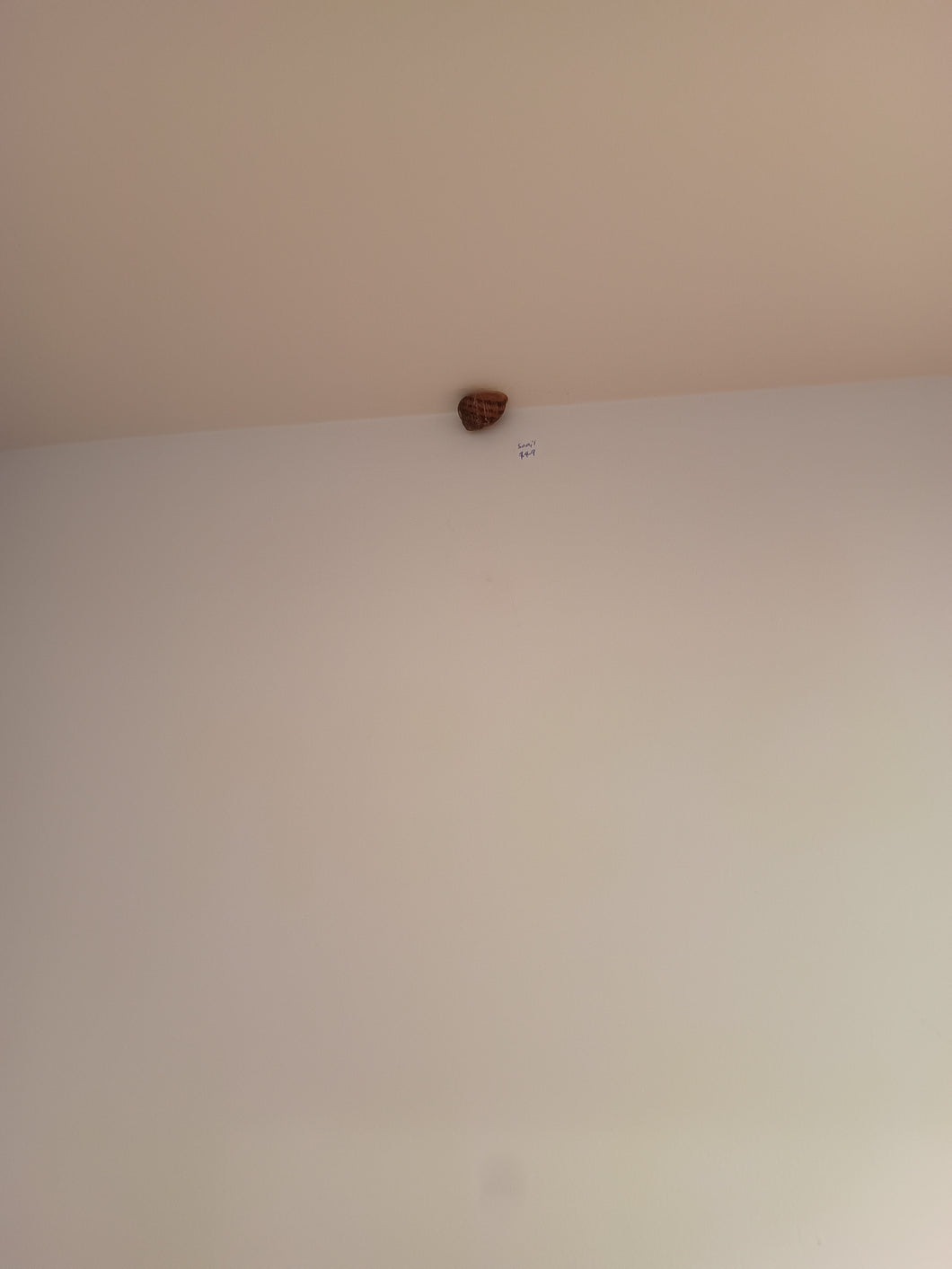 I Don't Know Anything About the Snail