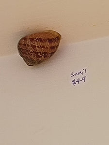 I Don't Know Anything About the Snail