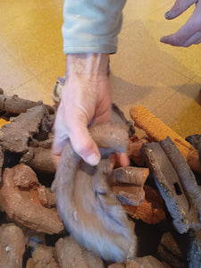 Hot Pugged Rails with EXTRA Brickell's (Lucky Dip!) $50 each